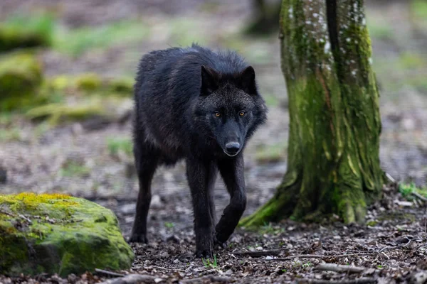 在森林里散步的黑狼 — 图库照片