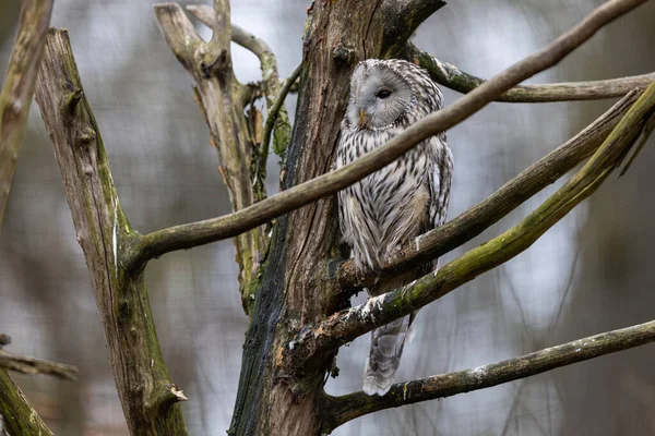 Ural owl resting in a tree