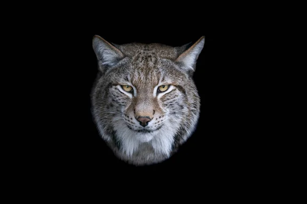 Retrato Lince Com Fundo Preto — Fotografia de Stock