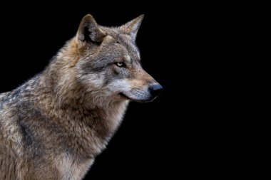 Siyah arka planı olan gri bir kurdun portresi.