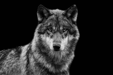 Siyah arka planı olan gri bir kurdun portresi.