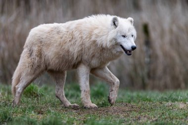 Beyaz kurt ormanda dinleniyor.