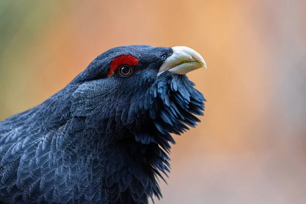 Retrato Capercaillie Ocidental Floresta — Fotografia de Stock