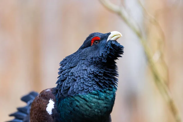 Retrato Capercaillie Ocidental Floresta — Fotografia de Stock