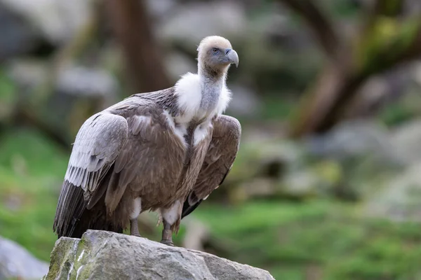 Ritratto Avvoltoio Grifone Montagna — Foto Stock