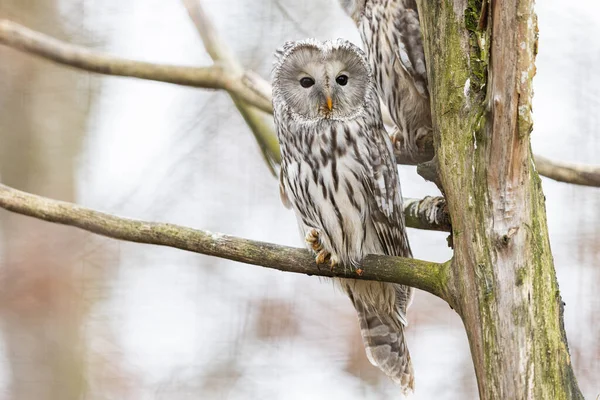 Ural owl resting in a tree