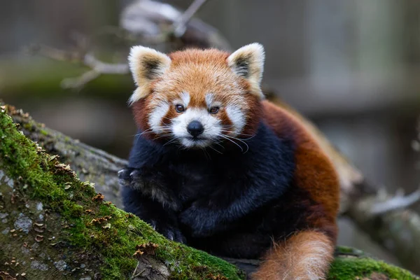 Ağaçta Yürüyen Kırmızı Bir Panda — Stok fotoğraf