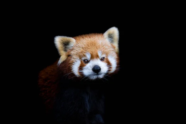 Siyah Arkaplanı Olan Kırmızı Bir Panda Portresi — Stok fotoğraf