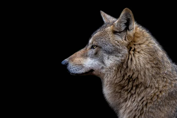 Portret Van Een Grijze Wolf Met Een Zwarte Achtergrond — Stockfoto