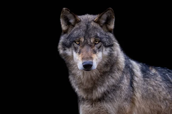 Retrato Lobo Cinzento Com Fundo Preto — Fotografia de Stock