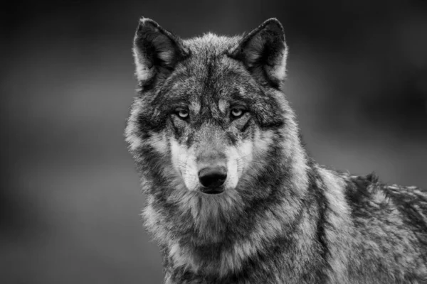 Серый Волк Лесу — стоковое фото