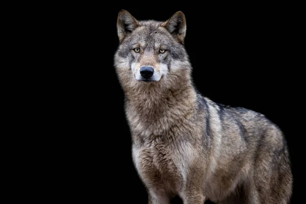 Siyah arka planı olan gri bir kurdun portresi.