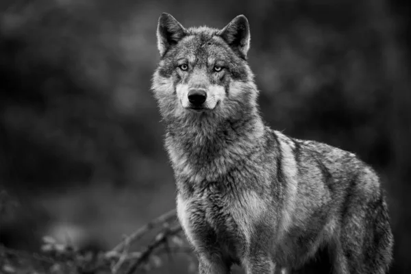 Grey Wolf Forest — Stock Photo, Image