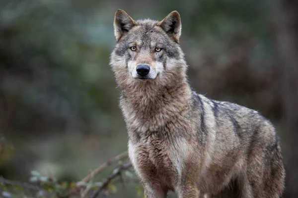 Lobo Gris Bosque —  Fotos de Stock