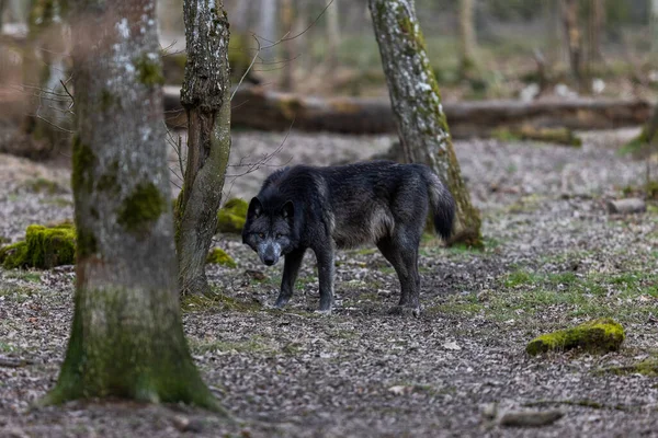 Black Wolf Walking Forest — Stock Photo, Image