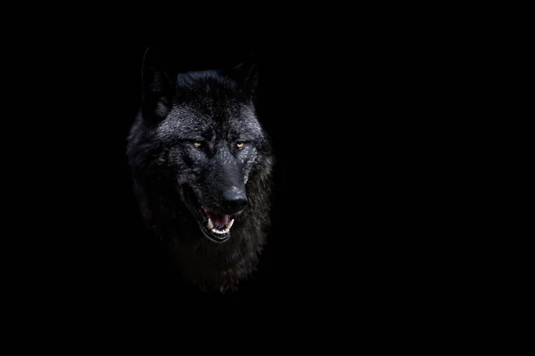 Retrato Lobo Negro Com Fundo Preto — Fotografia de Stock