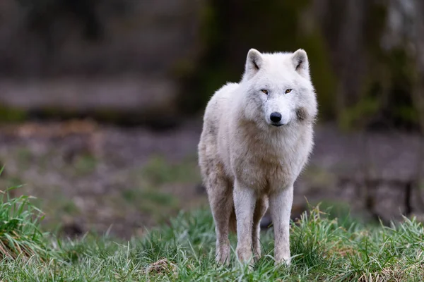 Witte Wolf Rustend Het Bos — Stockfoto