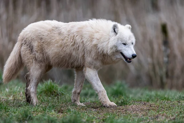 Biały Wilk Spoczywający Lesie — Zdjęcie stockowe