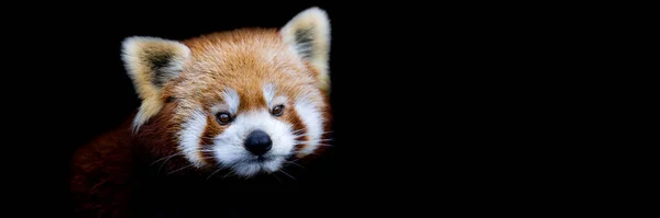 Siyah Arkaplanı Olan Bir Kırmızı Panda Şablonu — Stok fotoğraf