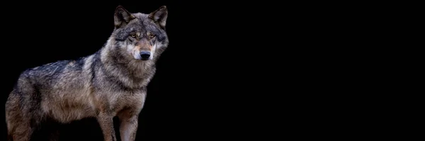 黑色背景灰狼的模板 — 图库照片