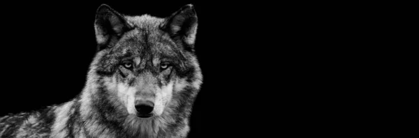 Plantilla Lobo Gris Con Fondo Negro — Foto de Stock