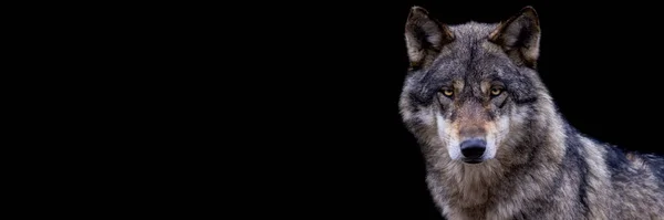 Modelo Lobo Cinzento Com Fundo Preto — Fotografia de Stock