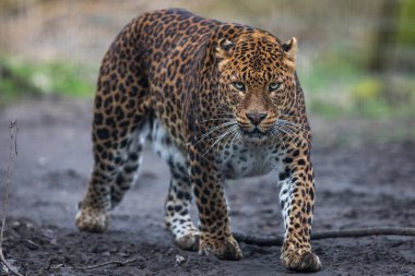 Ormandaki bir leoparın portresi