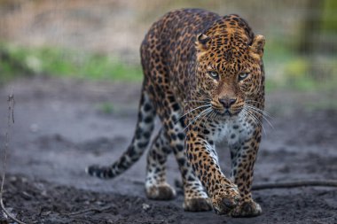Ormandaki bir leoparın portresi
