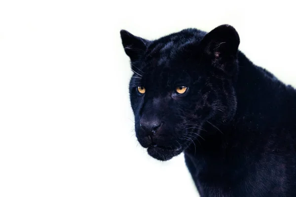 Retrato Jaguar Negro Con Fondo Blanco —  Fotos de Stock