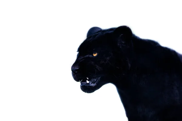 Porträt Eines Schwarzen Jaguars Mit Weißem Untergrund — Stockfoto