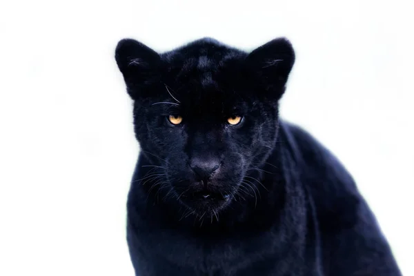 Portrait Jaguar Noir Avec Fond Blanc — Photo