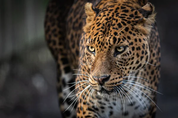 Ritratto Leopardo Nella Foresta — Foto Stock