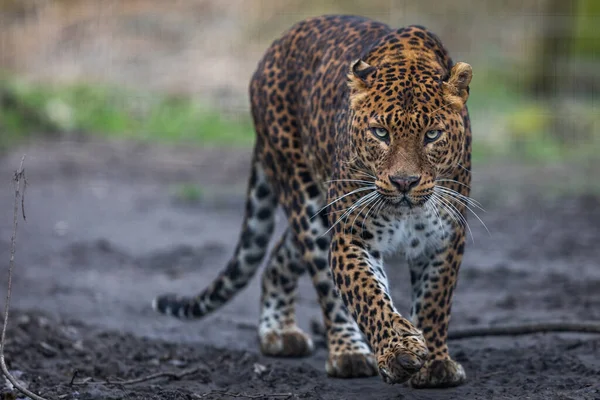 Portrét Leoparda Lese — Stock fotografie