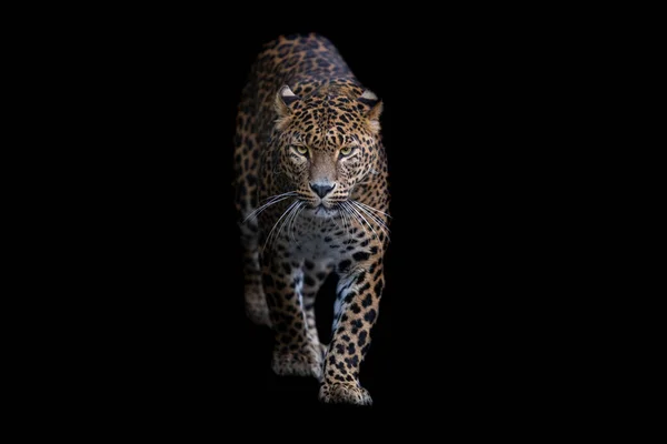 Siyah Arkaplanı Olan Bir Leoparın Portresi — Stok fotoğraf