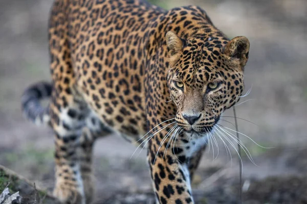 Retrato Leopardo Bosque — Foto de Stock