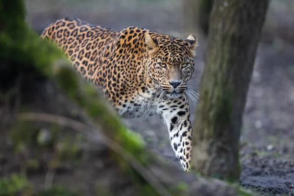 Portrét Leoparda Lese — Stock fotografie