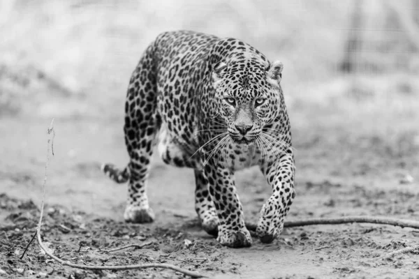 Retrato Leopardo Bosque —  Fotos de Stock