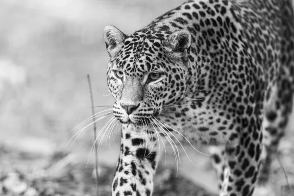 Ritratto Leopardo Nella Foresta — Foto Stock