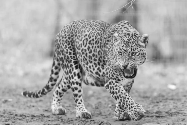 Portrét Leoparda Lese — Stock fotografie