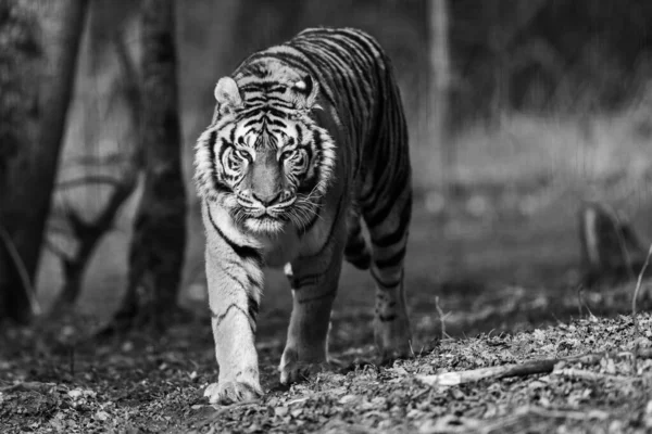 Retrato Tigre Bosque —  Fotos de Stock