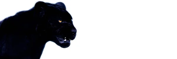 Plantilla Jaguar Negro Con Fondo Negro — Foto de Stock