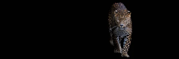 Modelo Leopardo Com Fundo Preto — Fotografia de Stock