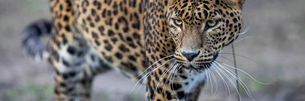 Šablona Leoparda Lese — Stock fotografie