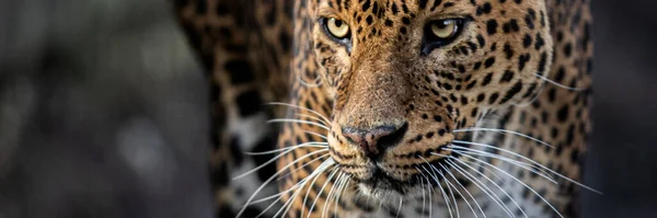 Template Leopardo Nella Foresta — Foto Stock