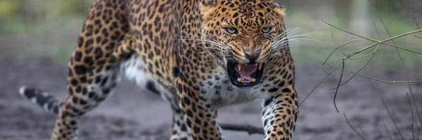Mall För Leopard Skogen — Stockfoto