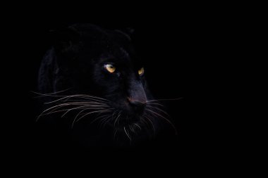Siyah arka planı olan siyah bir panter.