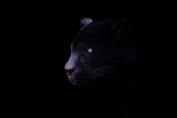 Egy Fekete Jaguár Fekete Háttérrel — Stock Fotó