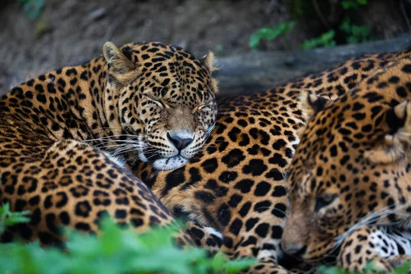 Два Леопарда Спят Лесу — стоковое фото