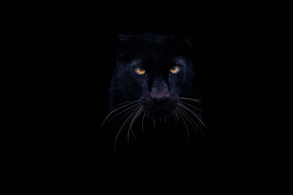黑豹一种黑色背景的黑豹 — 图库照片
