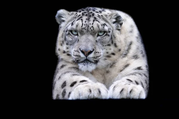 Siyah Arka Planı Olan Bir Kar Leoparı — Stok fotoğraf